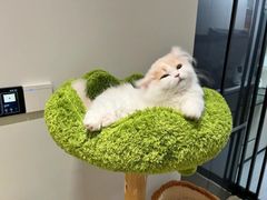 -欣宠猫屋·矮脚拿破仑·蓝金金渐层