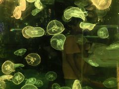 -广州海洋馆