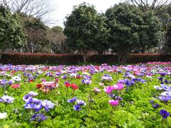 -上海鲜花港