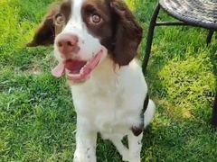 -趣玩宠物乐园寄养训犬训狗游泳池