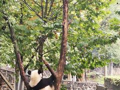 -都江堰中华大熊猫苑