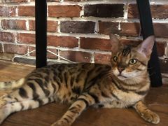 -猫友咖啡店(玉林西路店)