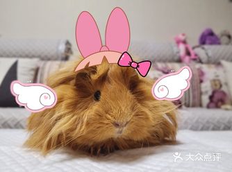 朋友都不知道你是什么物种
