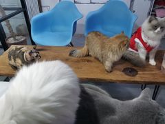-松果猫咖(桐乡吾悦金街店)