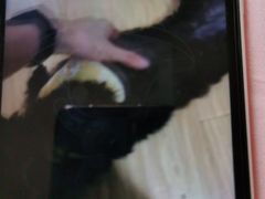 -宠颐生宠物医院·心肾内科·猫专科诊疗中心宠巢店