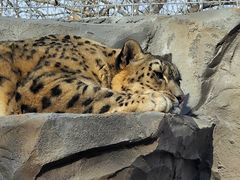 -青藏高原野生动物园
