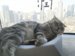 -Catmate·猫肥家润(金润铂宫店)