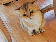 -猫小院猫主题餐厅(南锣旗舰店)