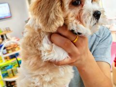 -翊宠yipet猫狗购宠庄园犬舍•猫舍