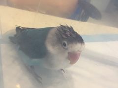 -雨林宠物医院 非犬猫异宠专科