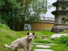 -龙华寺