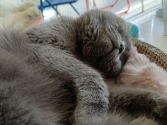 -平行世界·猫咖(首经贸店)