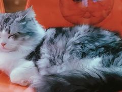 -猫咪博物馆(顶澳仔猫街店)