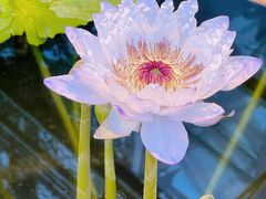 -北京植物园-展览温室