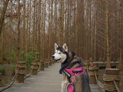 -桤木河湿地公园