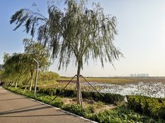 -天津东丽湖风景区