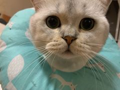 -宠爱国际动物医院·消化内科·心肾内科·ISFM猫友好(望京店)