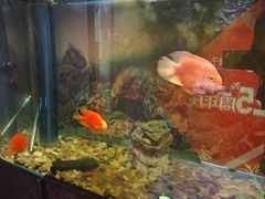 -华夏良子·足道SPA艾灸(王府井店)
