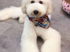 -小尾巴宠物店(万科·金域华庭店)