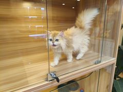 -猫十亿·布偶金渐层·曼基康矮脚猫舍(青年路店)