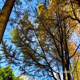🍂🍂🍂初冬时节，寻一片金黄落叶之地