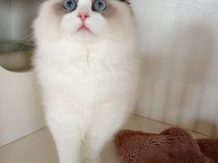 -东方名猫馆·英短金渐层布偶猫舍(环线广场1号楼店)