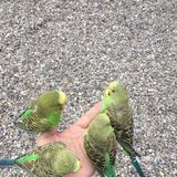 春天溜娃的森林圣地，蓝可可亲子乐园