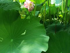-陈家山荷花公园