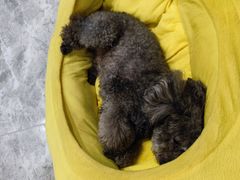 -伟伟宠物医院·CT影像中心·瑞派犬猫综合性门诊(汉口总院)
