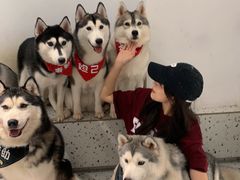 -Husky Go!哈士奇体验馆·宠物咖啡厅狗咖