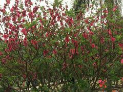 -南国桃园旅游度假区