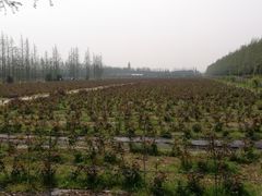 -上海长兴岛郊野公园