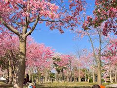 -风云岭森林公园