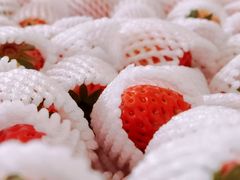 -建德果蔬乐园绪塘草莓基地