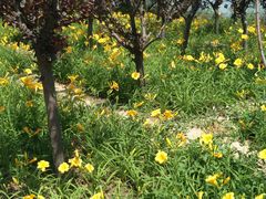 -大兴滨河森林公园