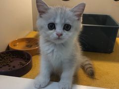 -S Team剧情密室(杭州龙翔桥店)