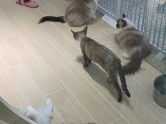 -momokira米努特·德文卷毛猫·棉花面纱犬