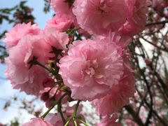-天适樱花悠乐园