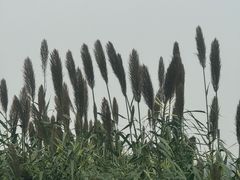 -白鹭湾湿地公园