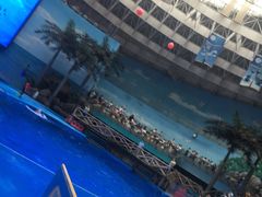 -海合安成都极地海洋公园