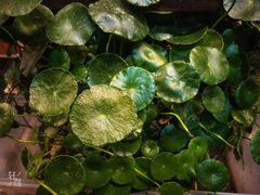 -长颈鹿咖啡(大学路店)