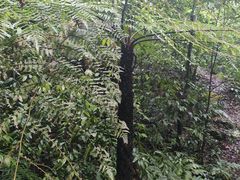 -赤水丹霞旅游区·佛光岩