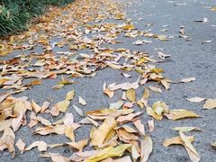 -上海滨江森林公园