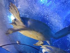 -太平洋海底世界