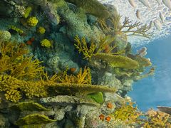 -上海海洋水族馆