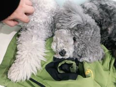 -宠福鑫康馨动物医院·骨科·眼科