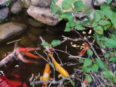 -三亚海棠湾南田温泉神龙谷