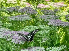 -北京张裕爱斐堡酒庄