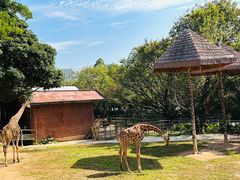 -深圳野生动物园