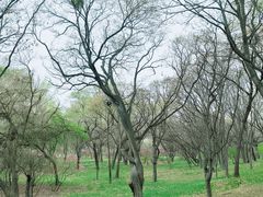 -北陵公园